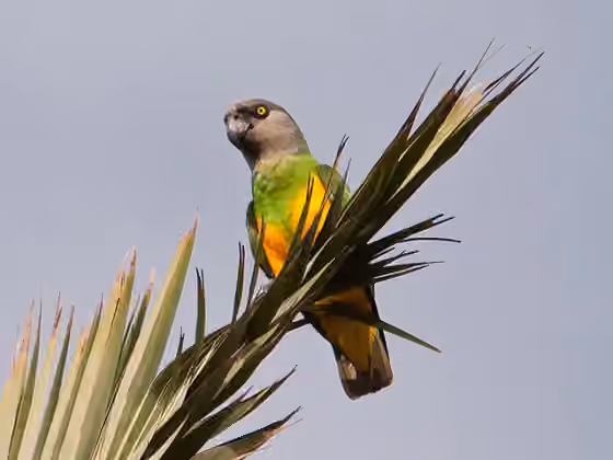 Dokumentasi Poicephalus senegalus