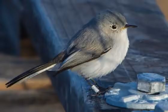 Dokumentasi Polioptila caerulea