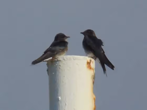 Dokumentasi Progne cryptoleuca