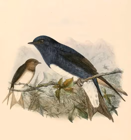 Ilustrasi dokumenter Progne dominicensis pada pelat dengan beberapa figur burung
