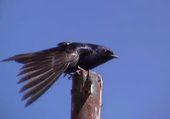 Dokumentasi Progne elegans