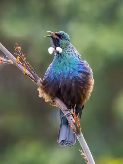 Dokumentasi Prosthemadera novaeseelandiae