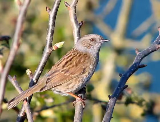 Dokumentasi Prunella modularis
