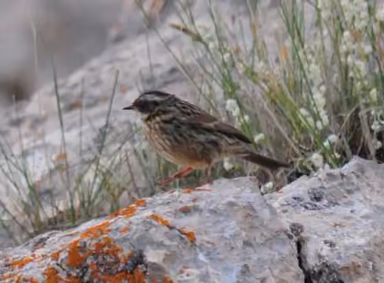 Dokumentasi Prunella ocularis
