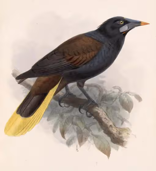 Ilustrasi Psarocolius guatimozinus