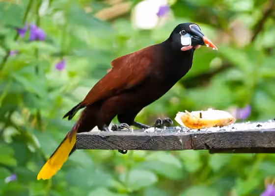 Dokumentasi Psarocolius montezuma
