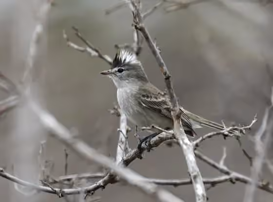 Dokumentasi Pseudelaenia leucospodia