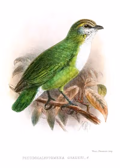 Ilustrasi Pseudocalyptomena graueri