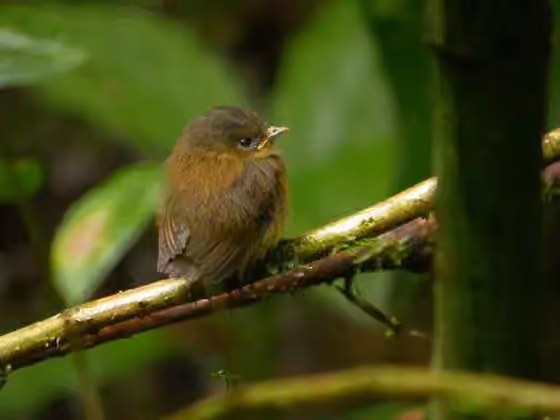 Dokumentasi Pseudotriccus pelzelni