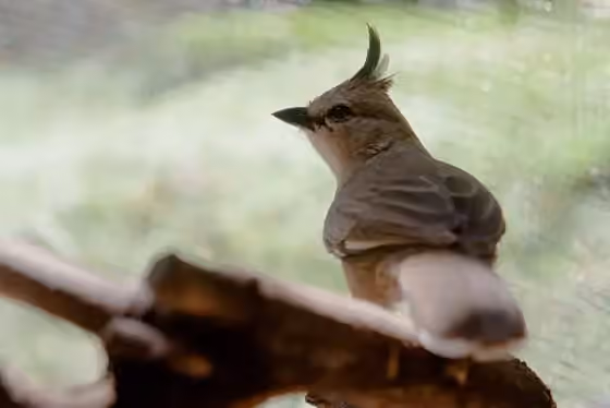 Dokumentasi Psophodes occidentalis