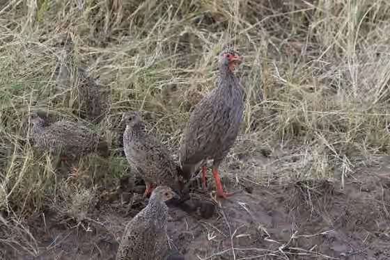 Dokumentasi Pternistis afer