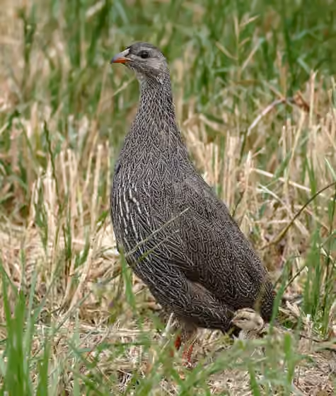 Dokumentasi Pternistis capensis