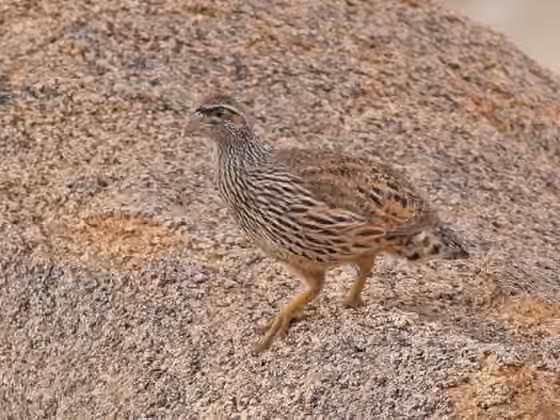 Dokumentasi Pternistis hartlaubi