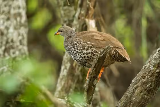 Dokumentasi Pternistis hildebrandti