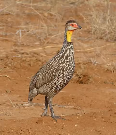 Dokumentasi Pternistis leucoscepus