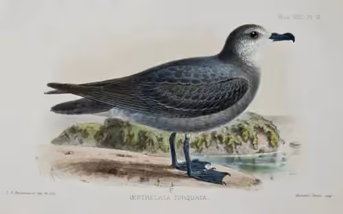 Ilustrasi Pterodroma brevipes