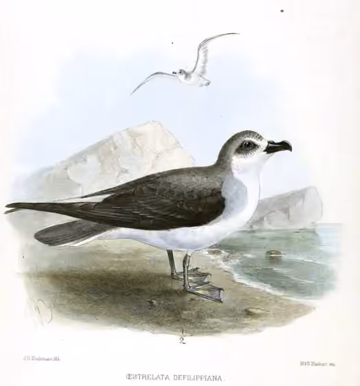 Ilustrasi Pterodroma defilippiana