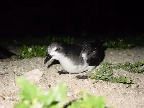 Dokumentasi Pterodroma hypoleuca