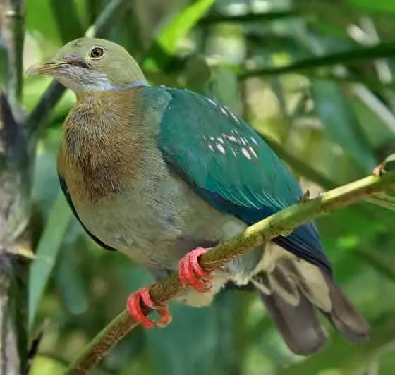 Dokumentasi Ptilinopus perlatus