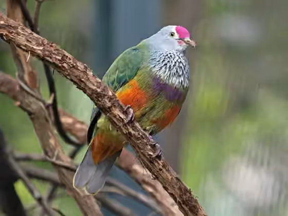 Dokumentasi Ptilinopus roseicapilla