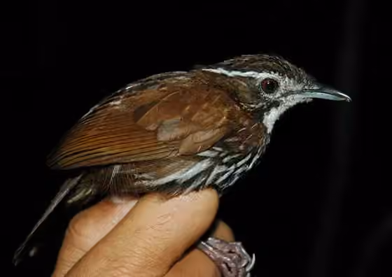 Dokumentasi Ptilocichla mindanensis