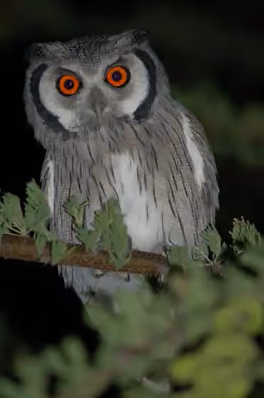 Dokumentasi Ptilopsis granti