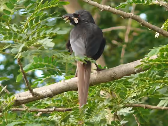 Dokumentasi Ptilostomus afer