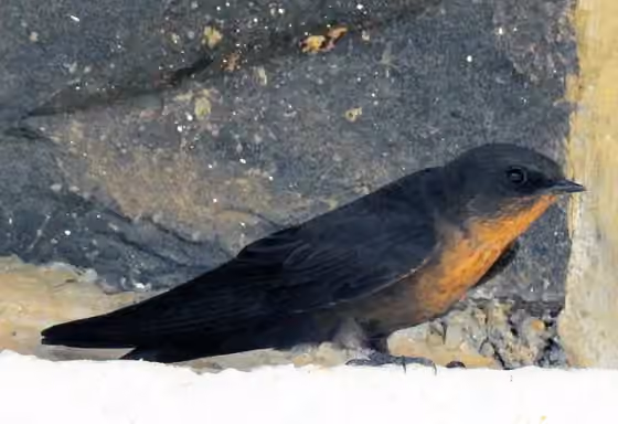 Dokumentasi Ptyonoprogne concolor