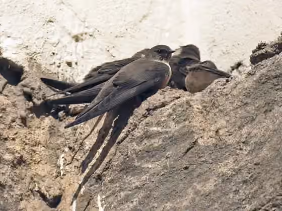 Dokumentasi Ptyonoprogne rupestris