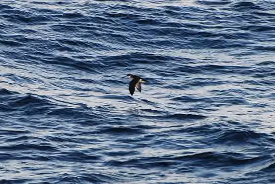 Dokumentasi Puffinus auricularis