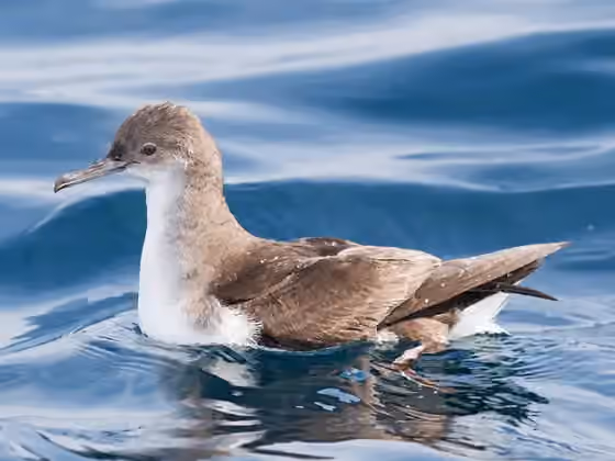 Dokumentasi Puffinus gavia
