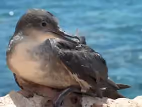 Dokumentasi Puffinus mauretanicus