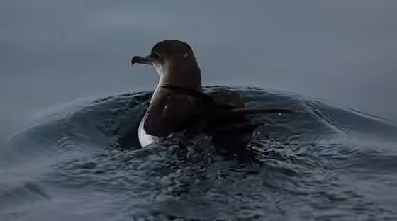 Dokumentasi Puffinus opisthomelas
