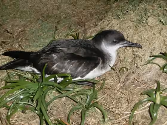 Dokumentasi Puffinus puffinus