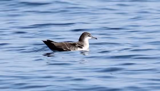 Dokumentasi Puffinus subalaris