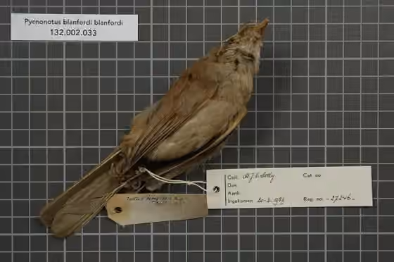 Spesimen museum Pycnonotus blanfordi