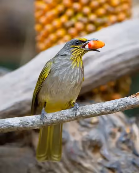 Dokumentasi Pycnonotus finlaysoni