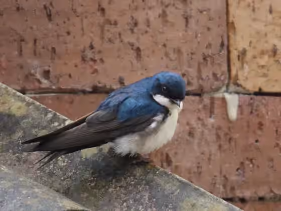 Dokumentasi Pygochelidon cyanoleuca