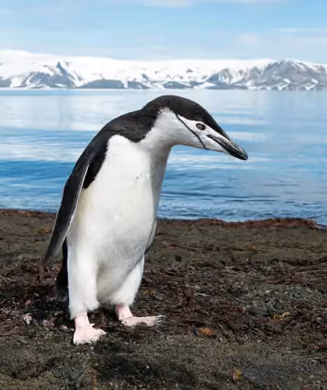 Dokumentasi Pygoscelis antarcticus