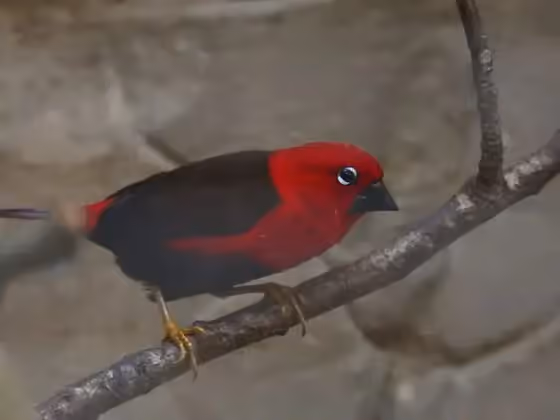 Dokumentasi Pyrenestes sanguineus