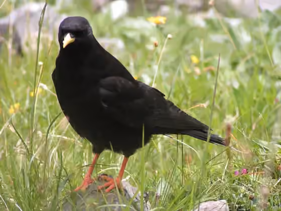 Dokumentasi Pyrrhocorax graculus