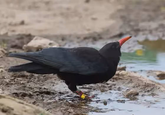 Dokumentasi Pyrrhocorax pyrrhocorax