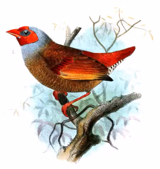 Ilustrasi Pytilia afra