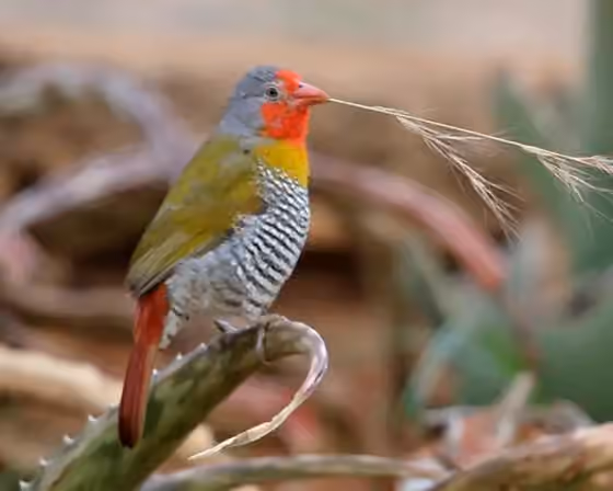 Dokumentasi Pytilia melba