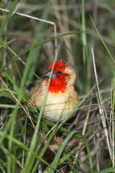 Dokumentasi Quelea cardinalis