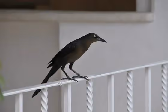 Dokumentasi Quiscalus mexicanus