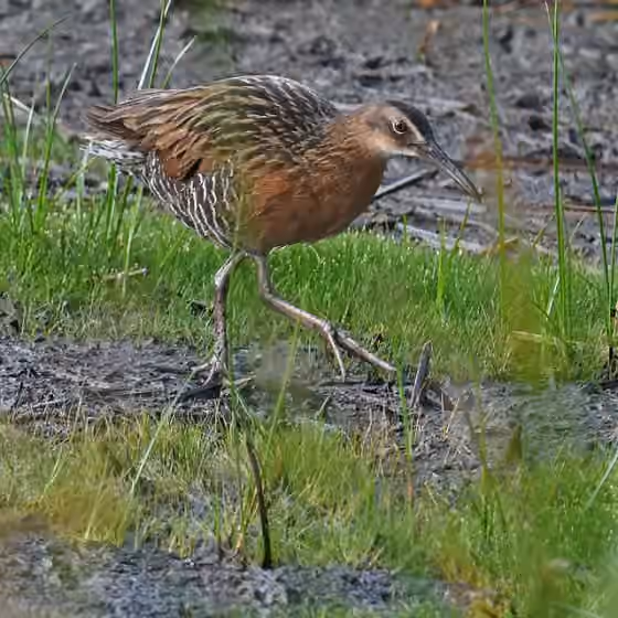 Dokumentasi Rallus elegans