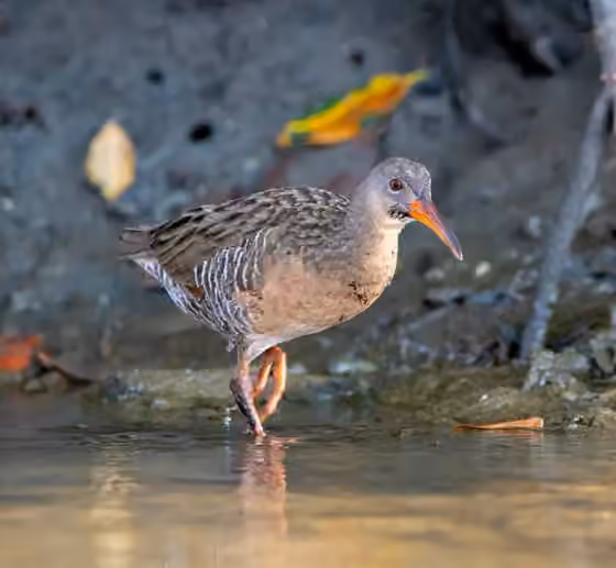 Dokumentasi Rallus longirostris