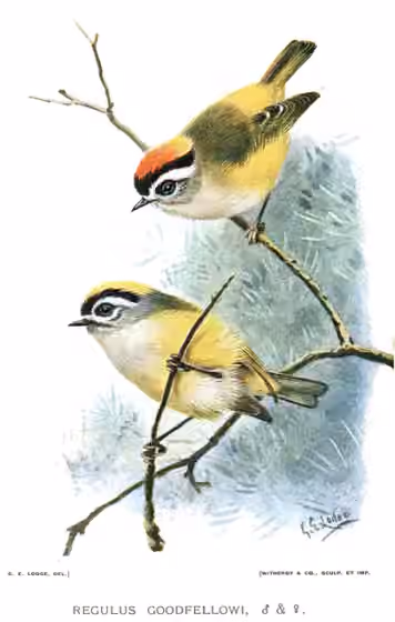 Ilustrasi Regulus goodfellowi