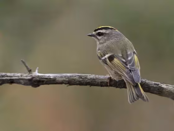 Dokumentasi Regulus satrapa